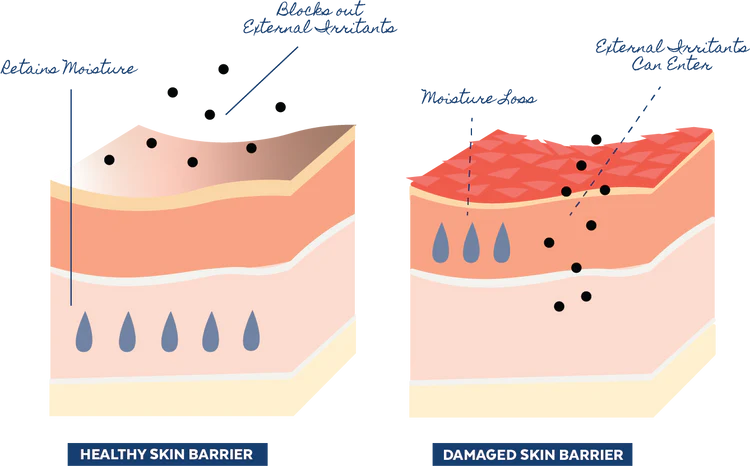 Restore | Ceramides + Gotu Kola Barrier Repair Cream