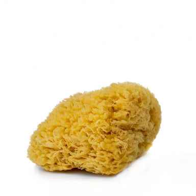 3" Sea Sponge (1743381102663)