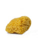 3" Sea Sponge (1743381102663)